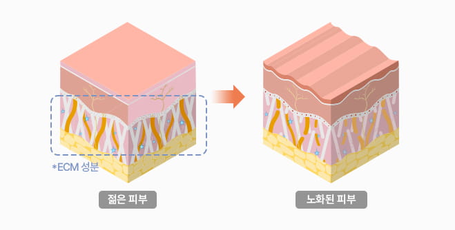 젊은 피부 vs 노화된 피부