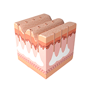 피부 진피층 유효약물 침투